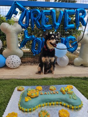 Bailey 12th bday June 2026